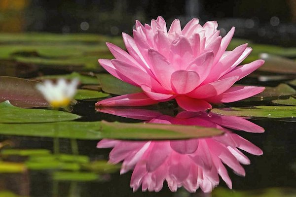 Prenatal Sivananda-Chennai-Centre-Prenatal-Yoga-Class