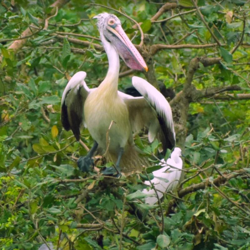 Nelapattu Bird Sanctuary